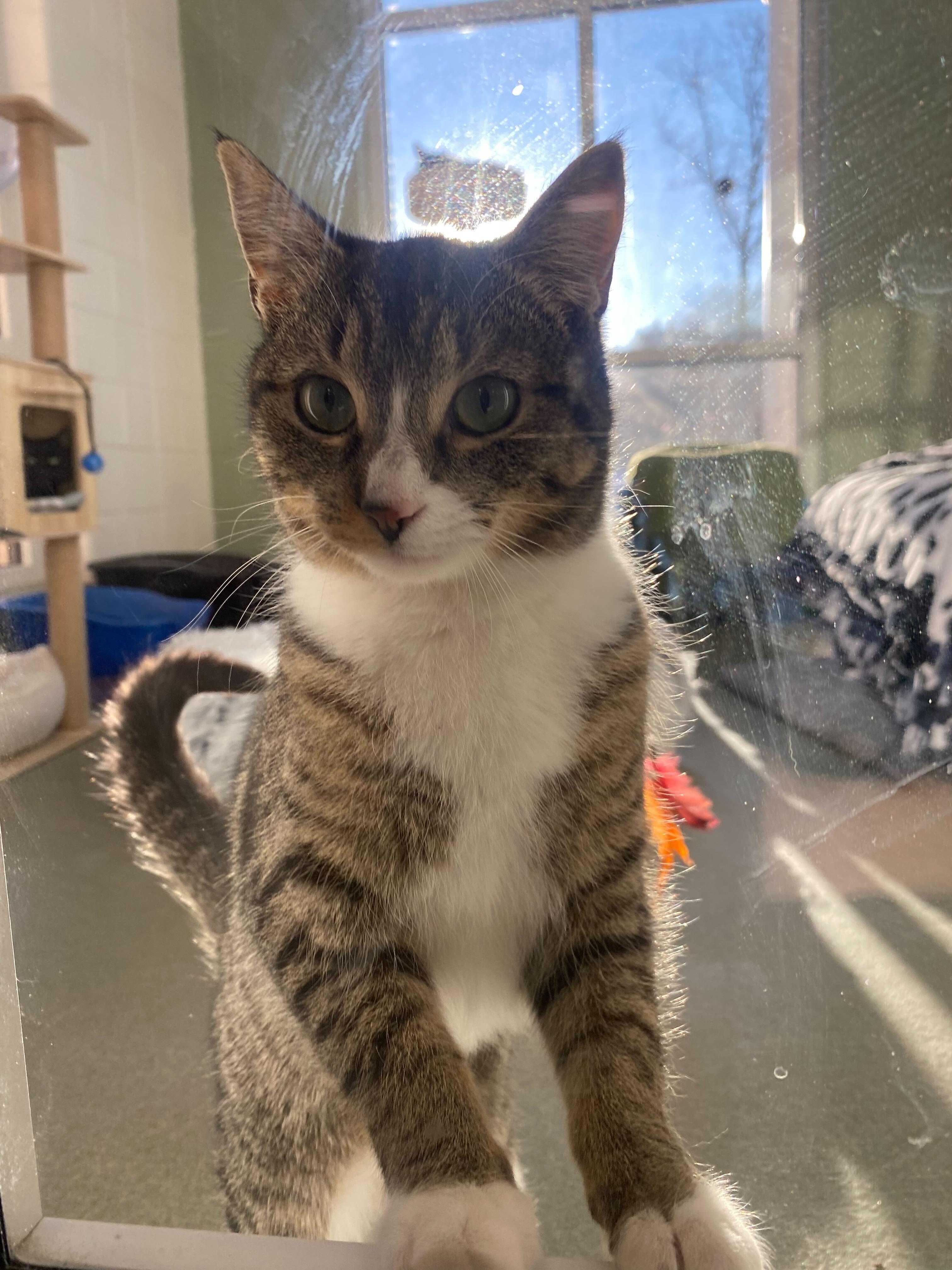 Susa, ADOPTABLE, Young Female Domestic Short Hair.