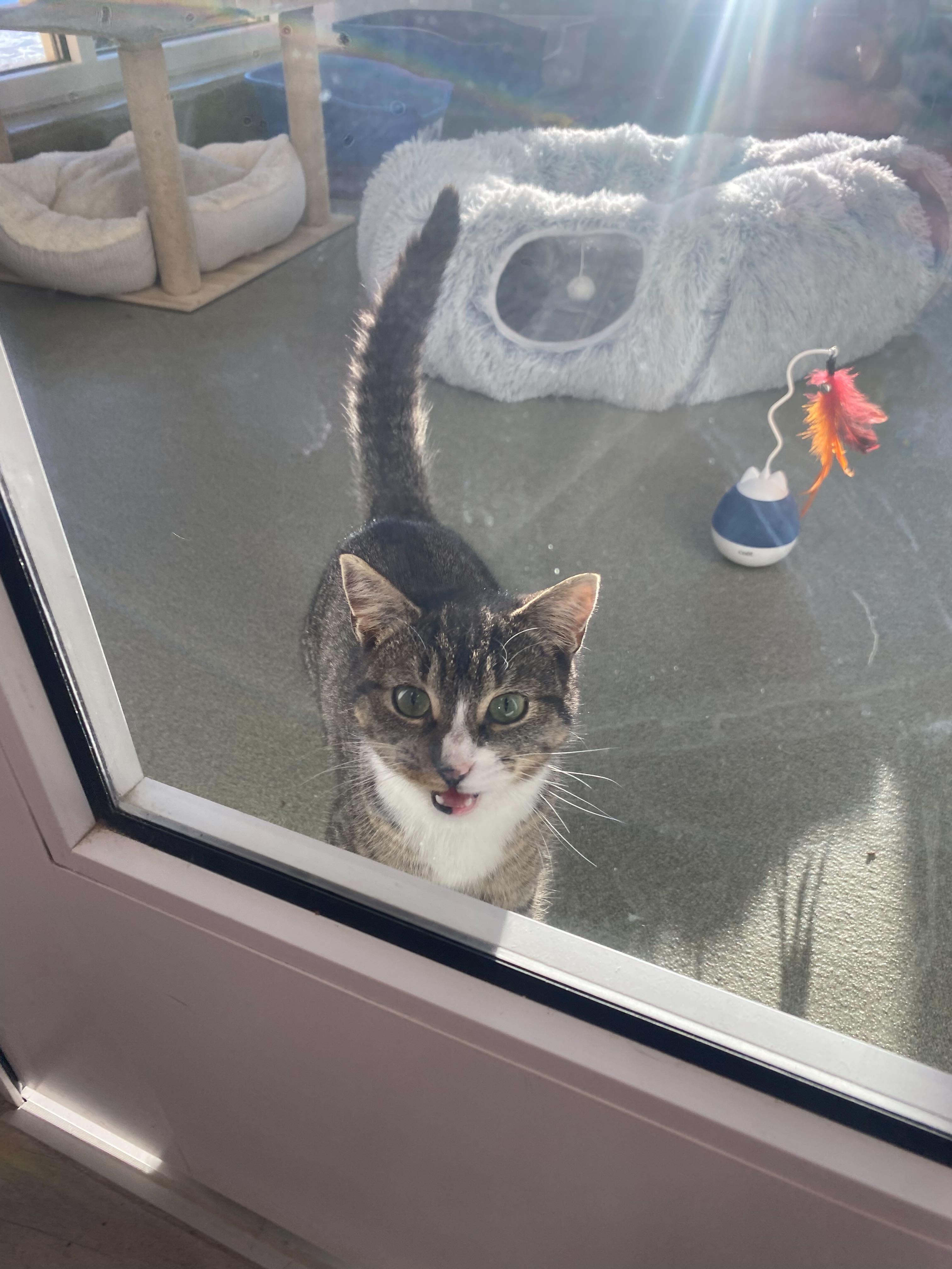 Enlarge Susa, a ADOPTABLE Domestic Short Hair in Maidens, VA image 3/3