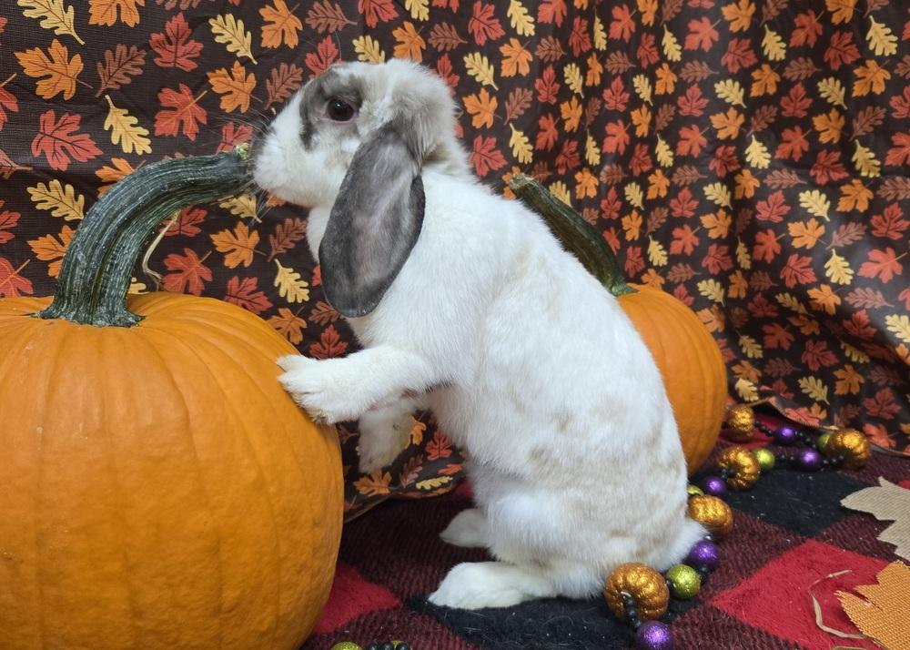 Green Bean, Adoptable, Adult Female Mini Lop.