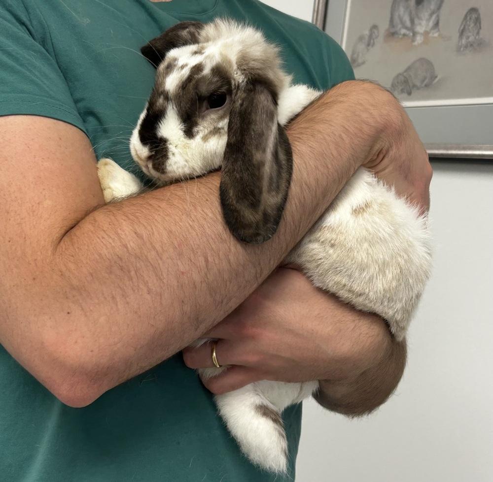 Green Bean, a Adoptable Mini Lop in Westford, MA image 2/6
