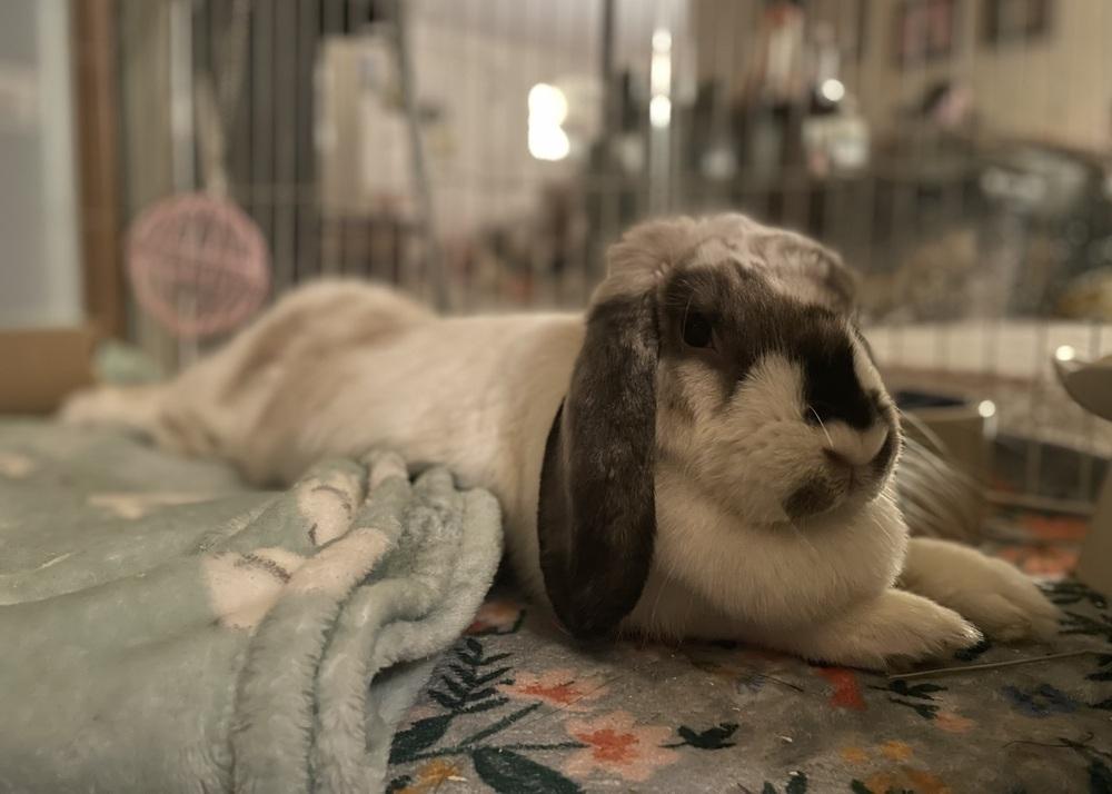 Green Bean, a Adoptable Mini Lop in Westford, MA image 3/6