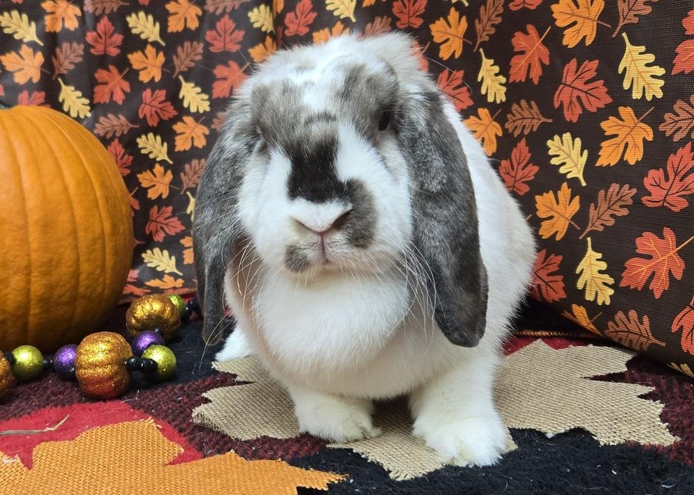 Green Bean, a Adoptable Mini Lop in Westford, MA image 4/6