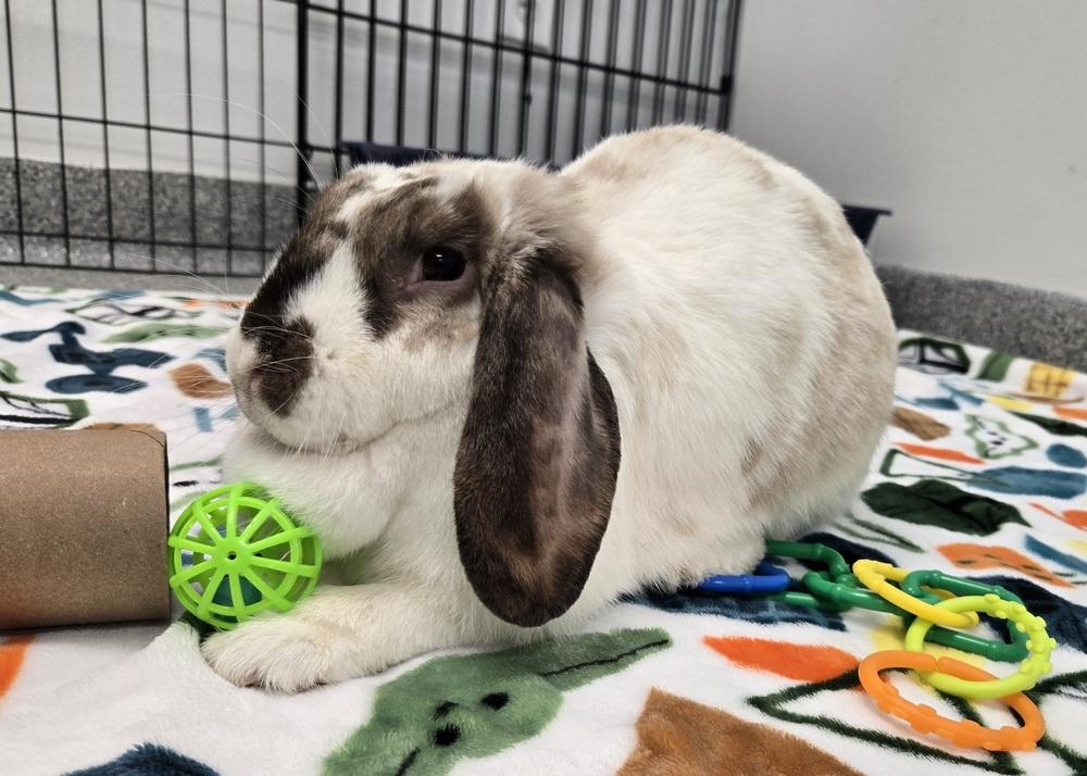 Green Bean, a Adoptable Mini Lop in Westford, MA image 5/6