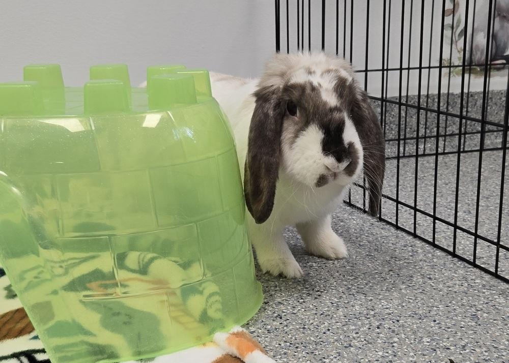 Green Bean, a Adoptable Mini Lop in Westford, MA image 6/6