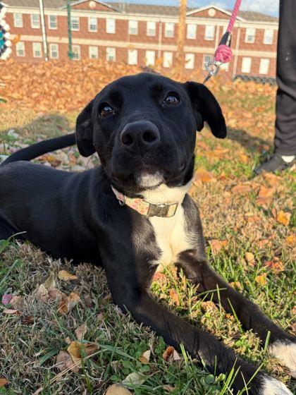 Turtle (In Foster), Adoptable, Puppy Female Labrador Retriever & Mixed Breed.