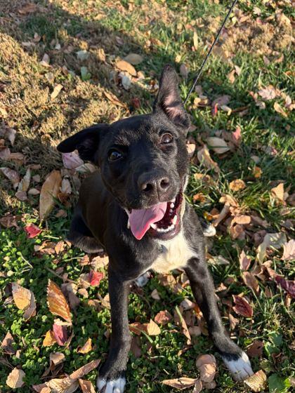 Turtle (In Foster), Adoptable, Puppy Female Labrador Retriever & Mixed Breed.
