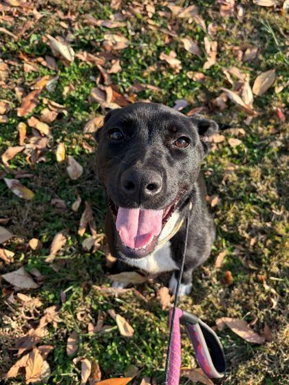 Enlarge Turtle (In Foster), a Adoptable mixed breed in Louisville, KY image 3/3