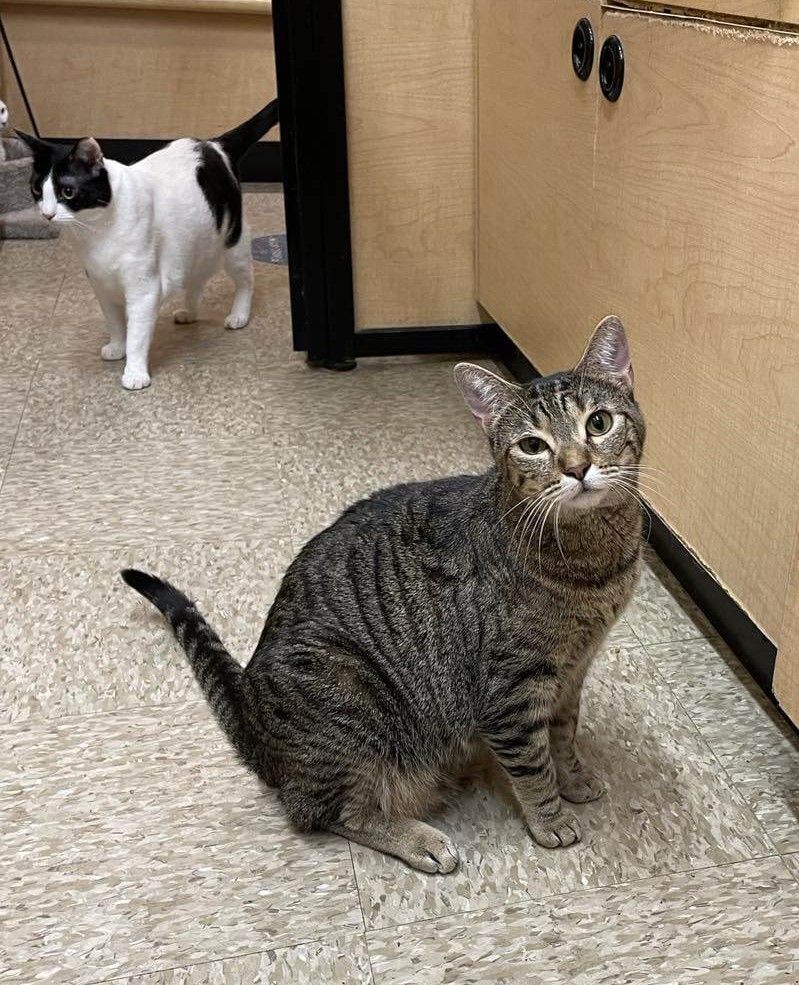 Enlarge CASSIE, a Adoptable mixed breed in HEMET, CA image 2/6