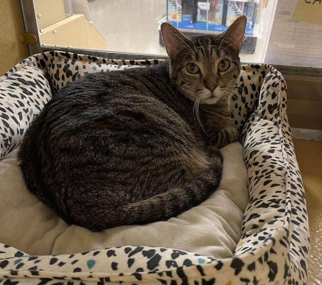 Enlarge CASSIE, a Adoptable mixed breed in HEMET, CA image 3/6