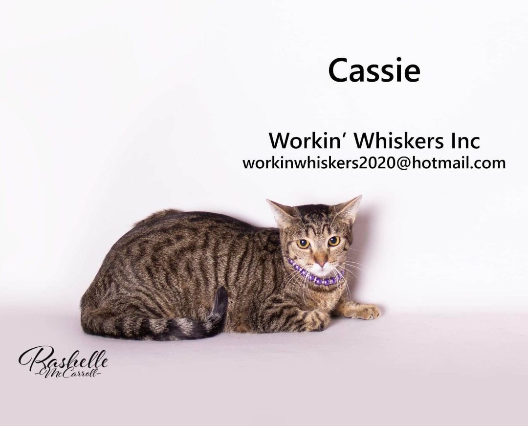 Enlarge CASSIE, a Adoptable mixed breed in HEMET, CA image 1/6