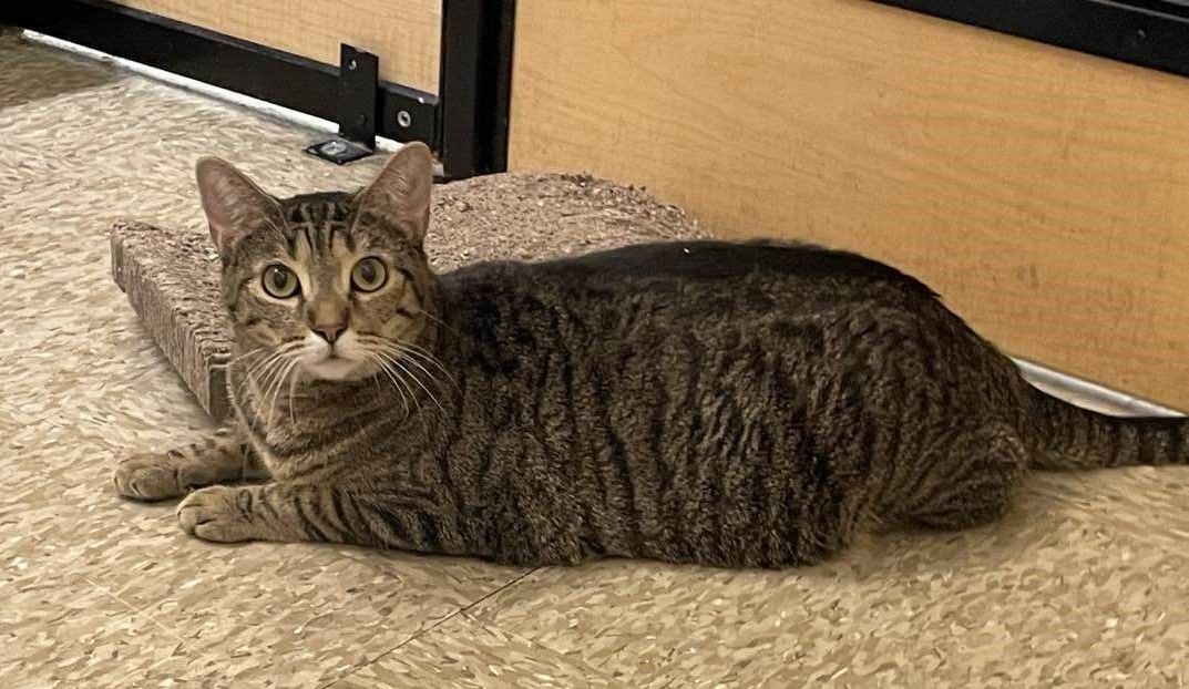 Enlarge CASSIE, a Adoptable mixed breed in HEMET, CA image 5/6