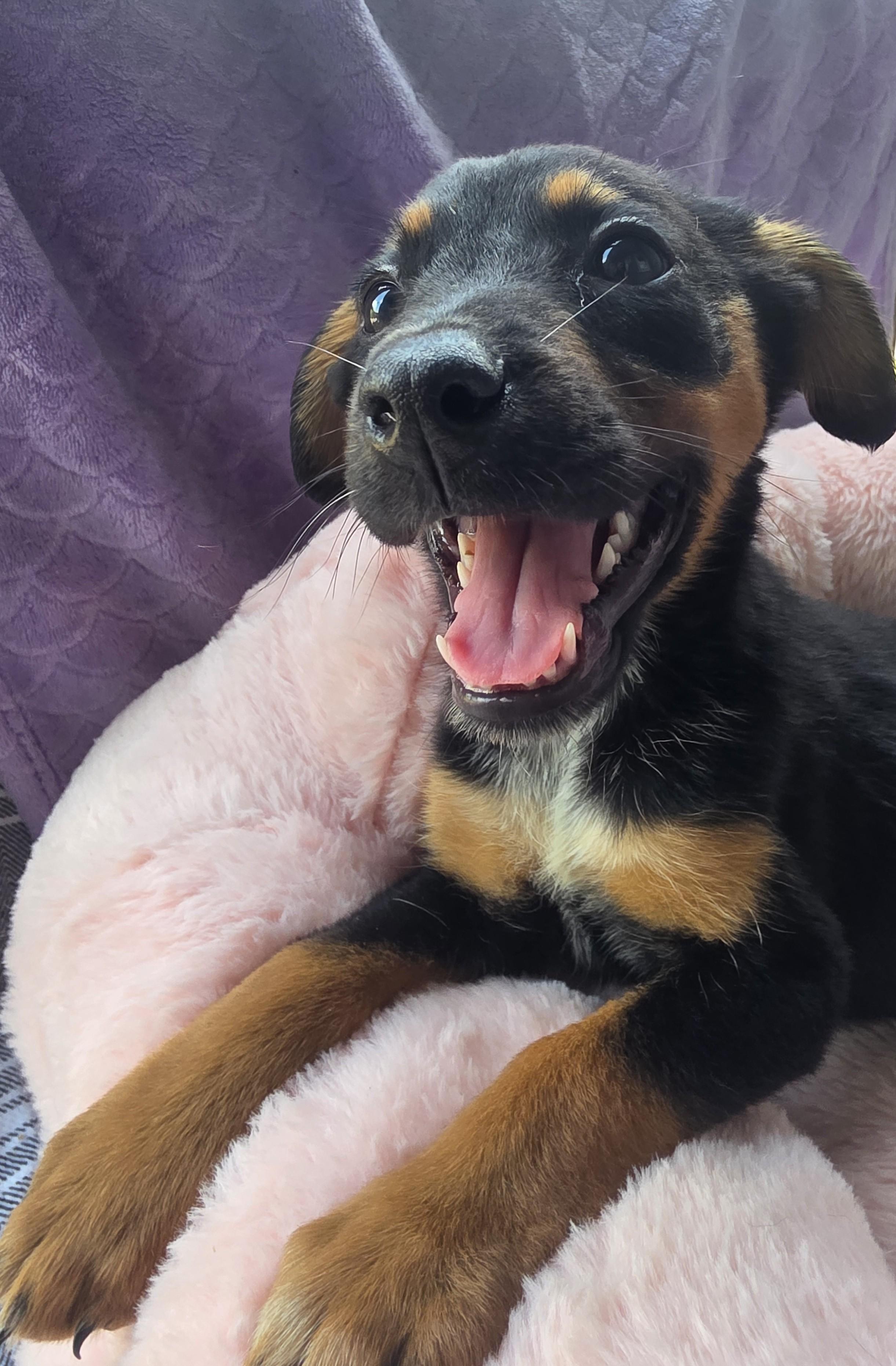 Enlarge Princess, an adopted mixed breed in Boca Raton, FL image 1/3