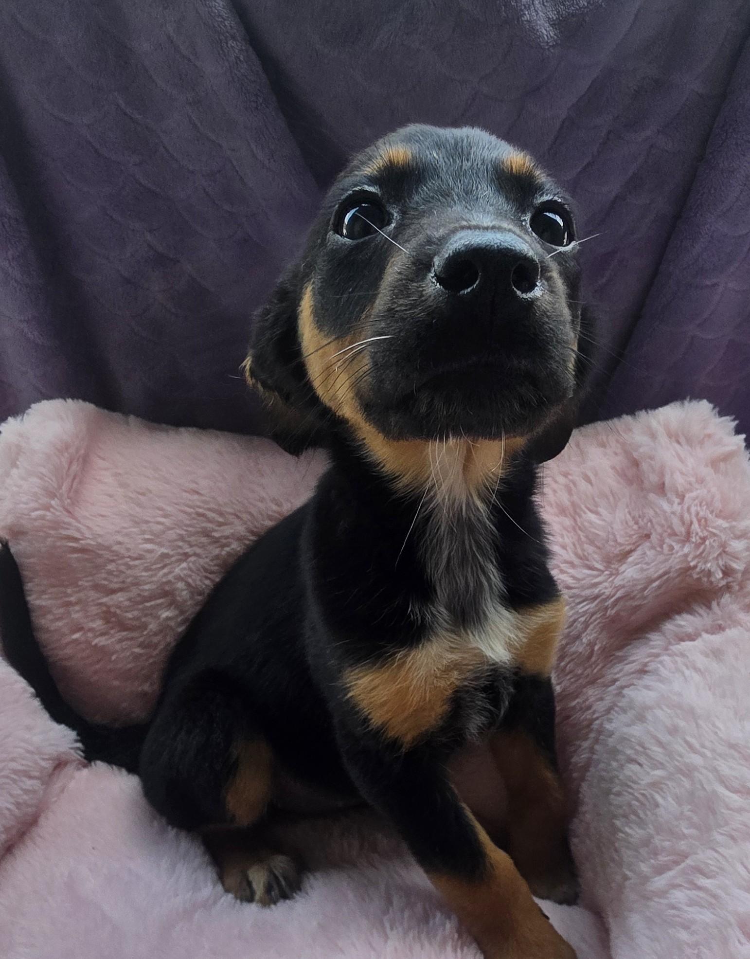 Enlarge Princess, an adopted mixed breed in Boca Raton, FL image 3/3