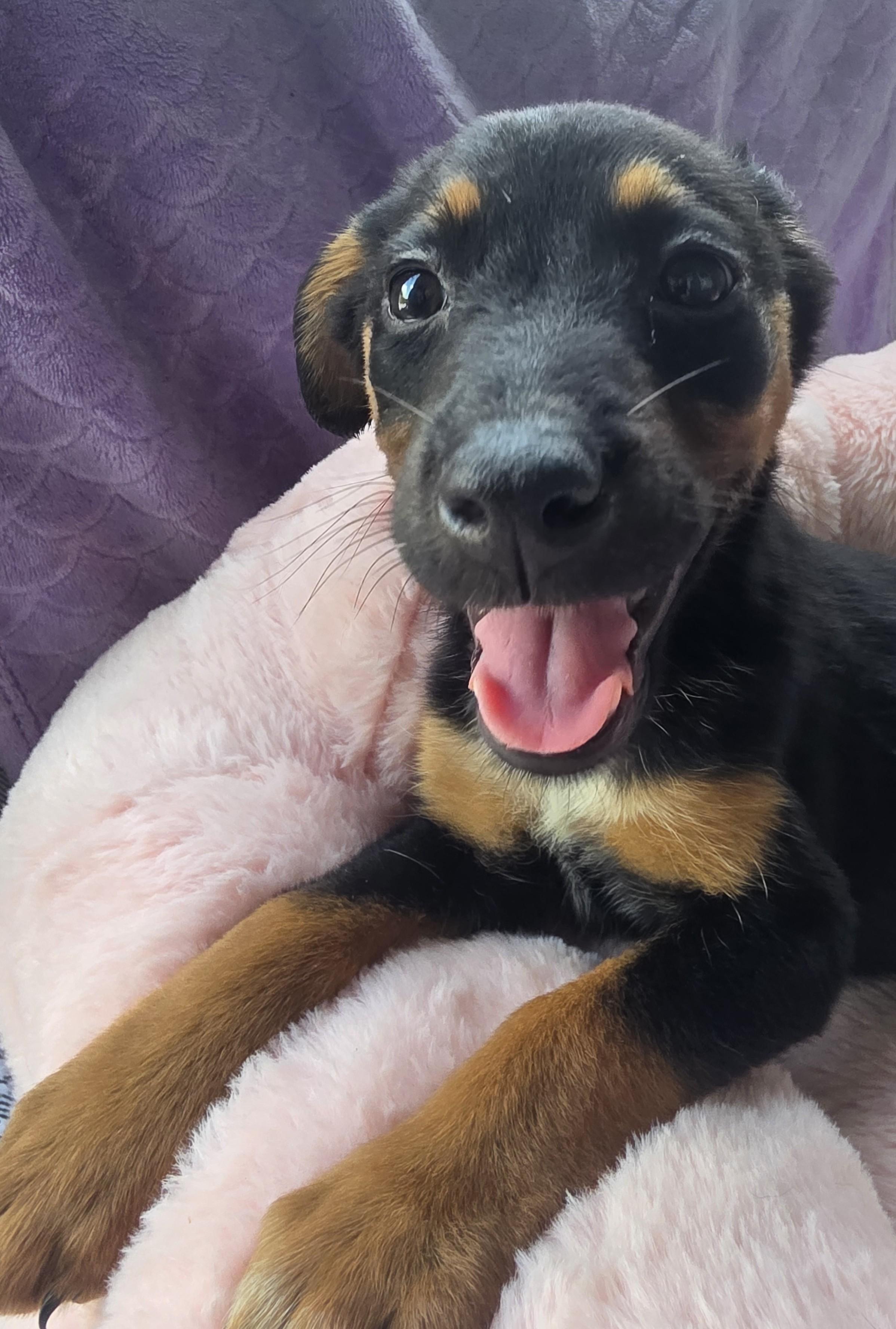 Enlarge Princess, an adopted mixed breed in Boca Raton, FL image 2/3