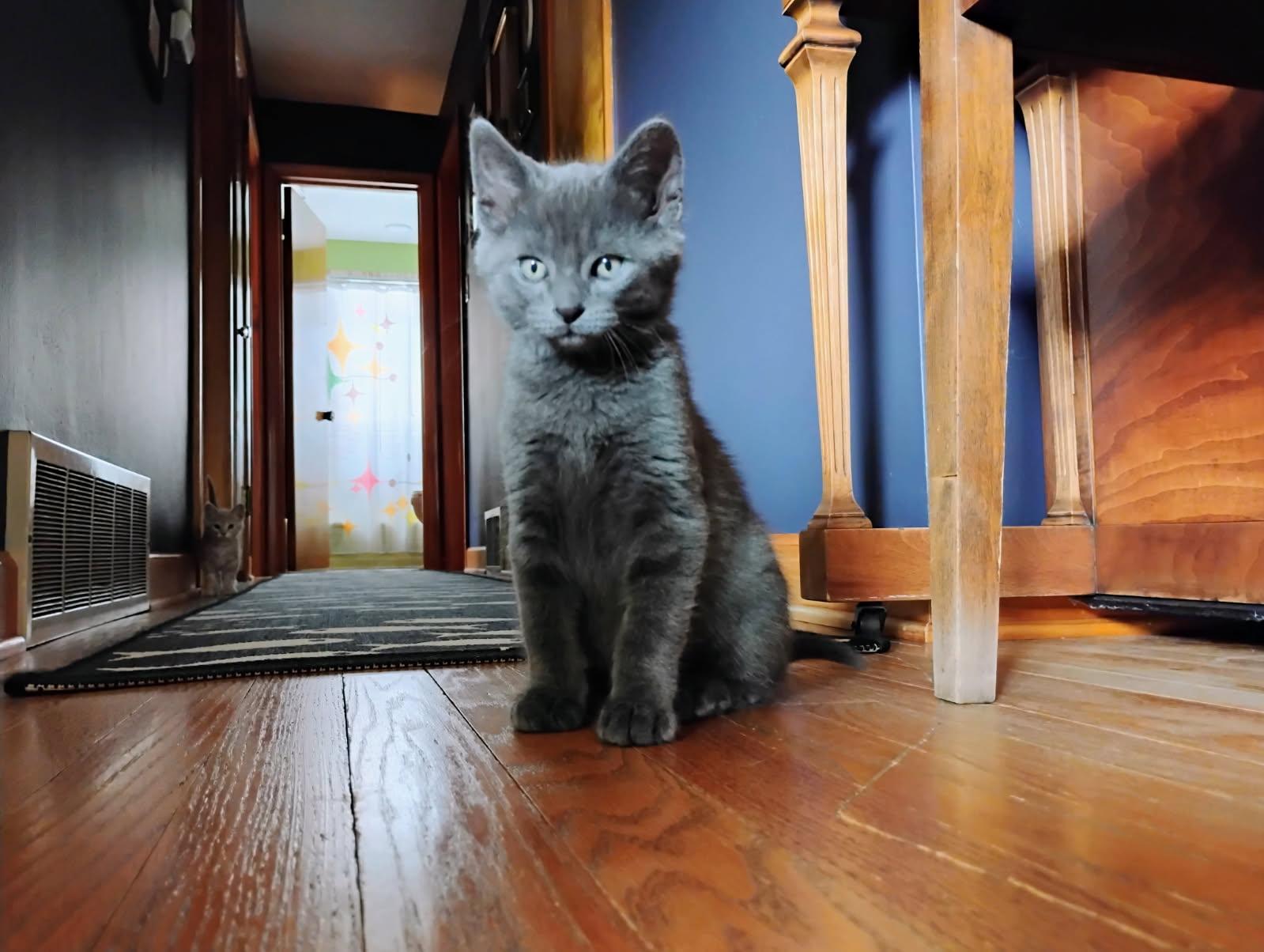 Chief Brody, Baby Male Domestic Short Hair