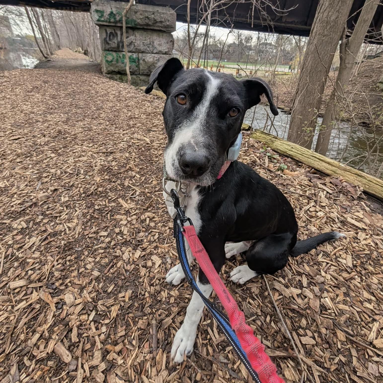 Dixi, ADOPTABLE, Adult Female Mixed Breed & Labrador Retriever.
