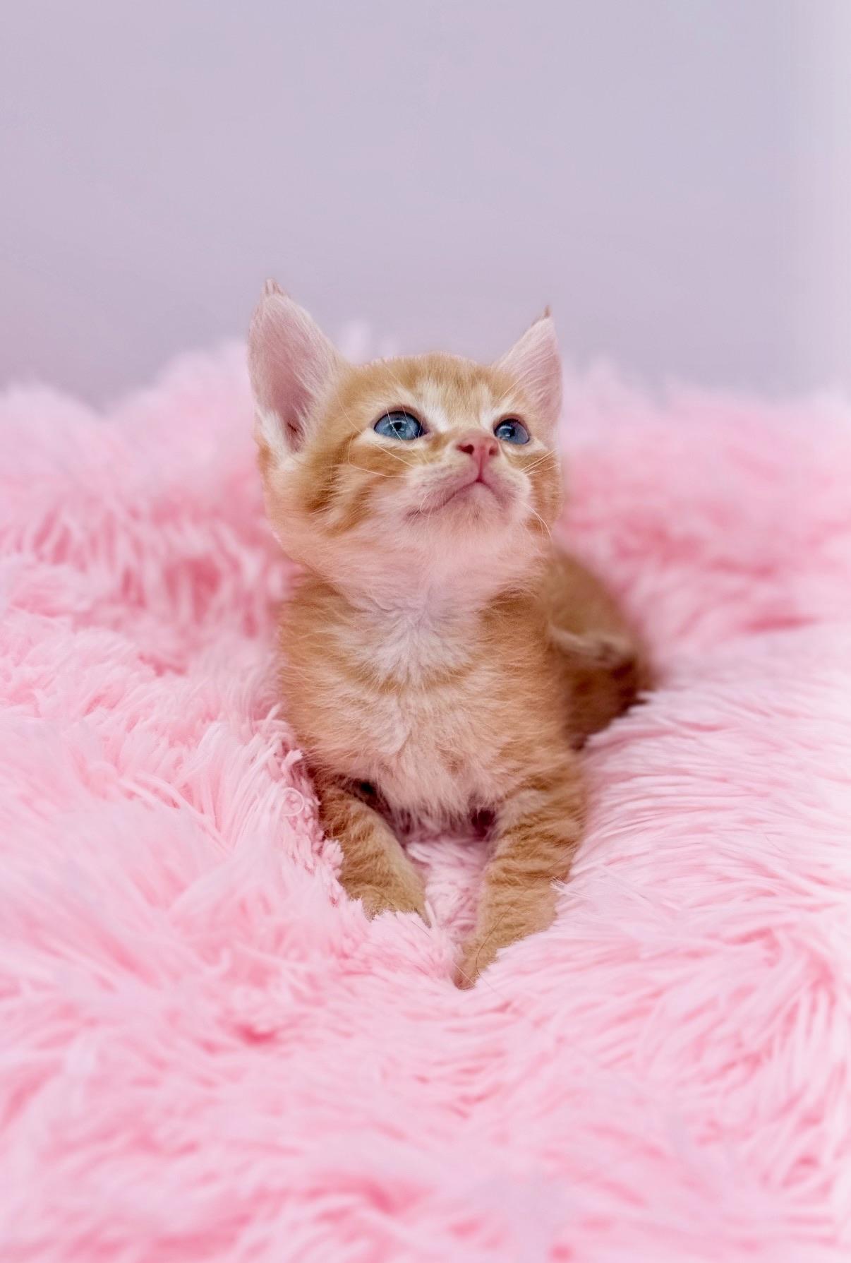 Buffalo Traffic Jam, a Adoptable Domestic Medium Hair in Covington, LA image 5/5