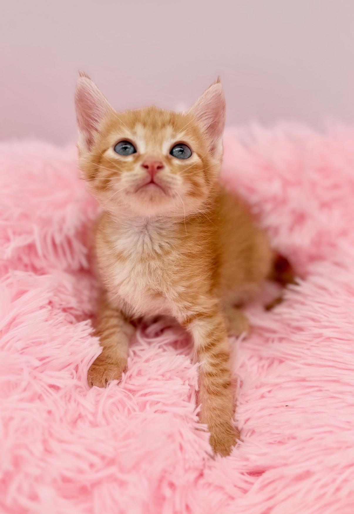 Buffalo Traffic Jam, a Adoptable Domestic Medium Hair in Covington, LA image 4/5