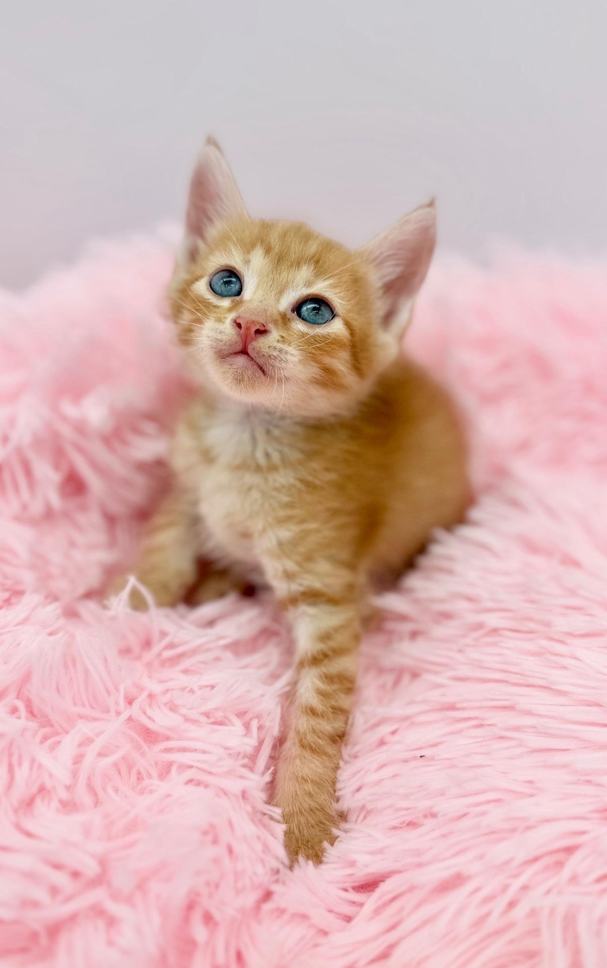 Buffalo Traffic Jam, Adoptable, Kitten Male Domestic Medium Hair.