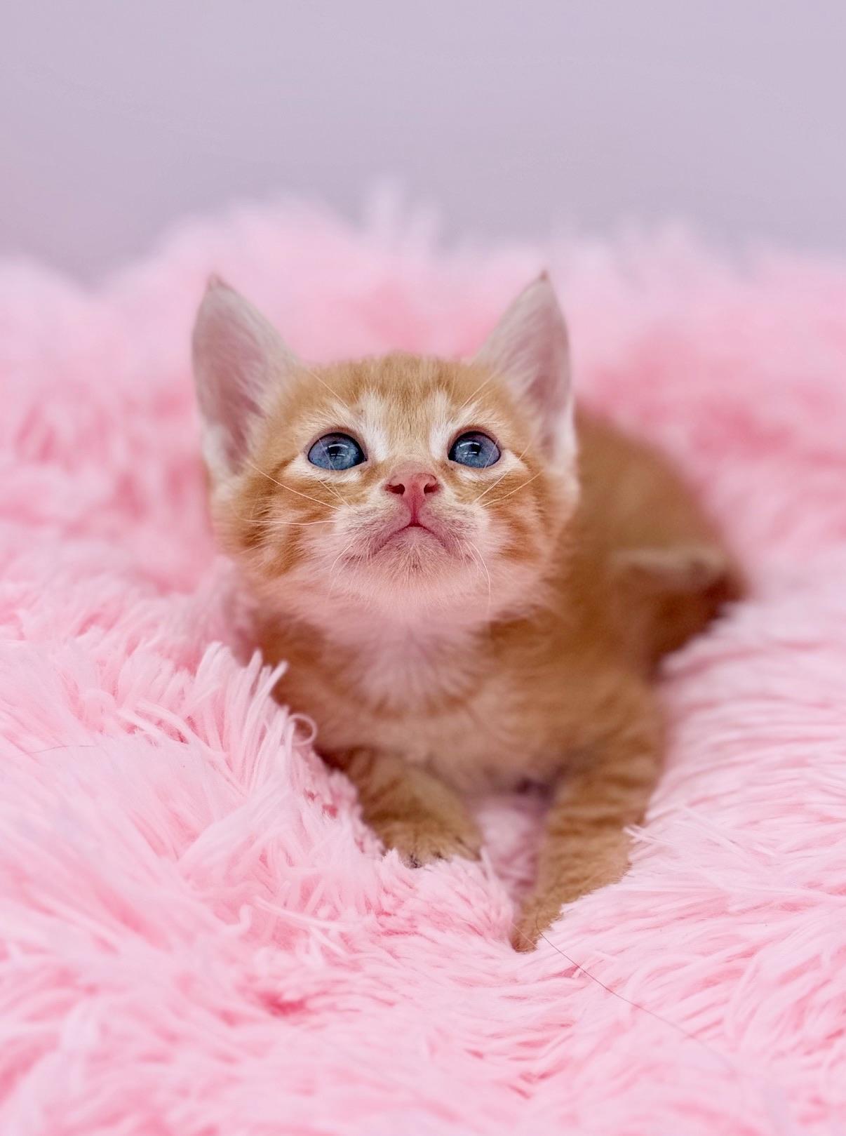 Buffalo Traffic Jam, a Adoptable Domestic Medium Hair in Covington, LA image 2/5