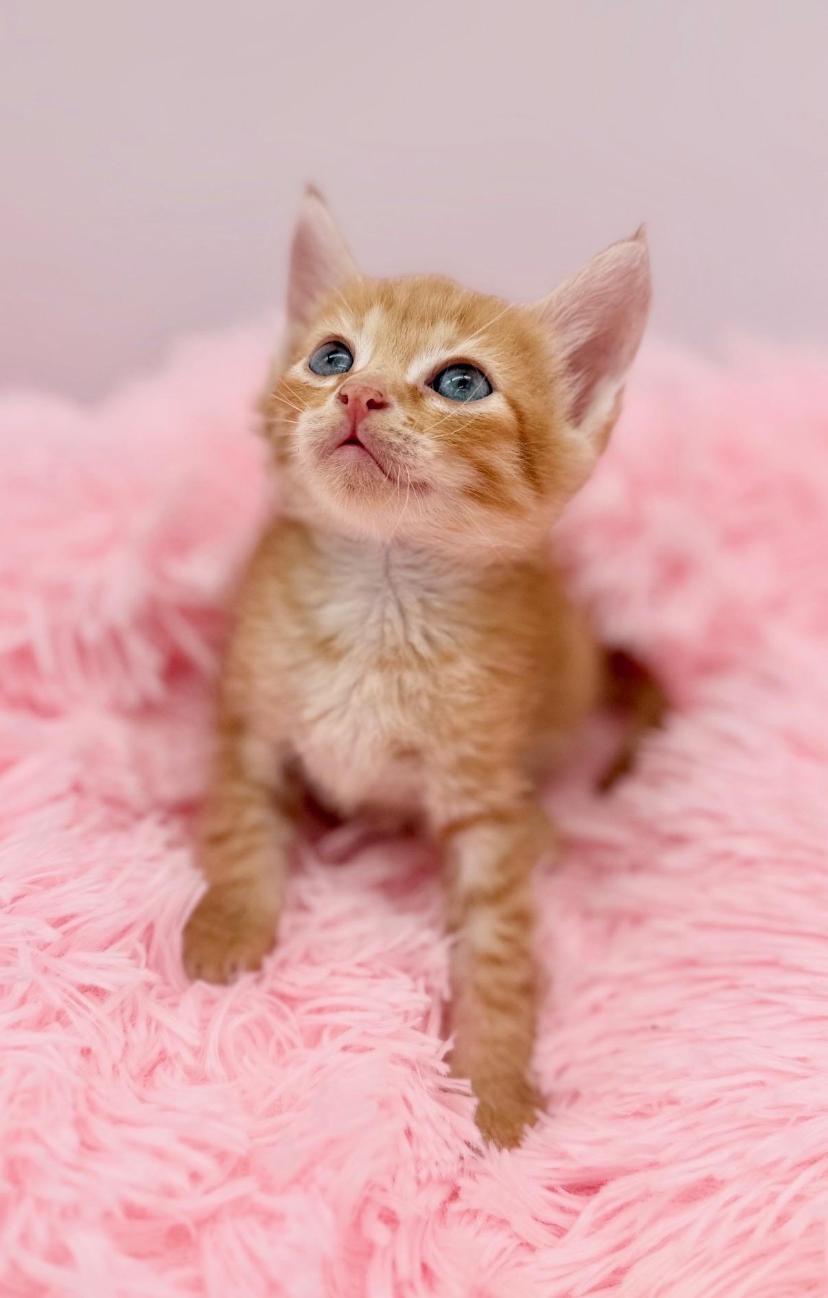 Buffalo Traffic Jam, a Adoptable Domestic Medium Hair in Covington, LA image 3/5