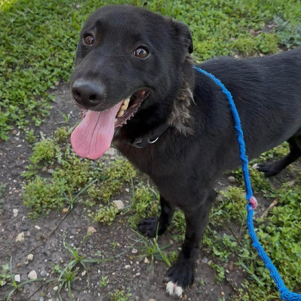 Bingo, a Adoptable Mixed Breed in Dickinson, TX image 1/5