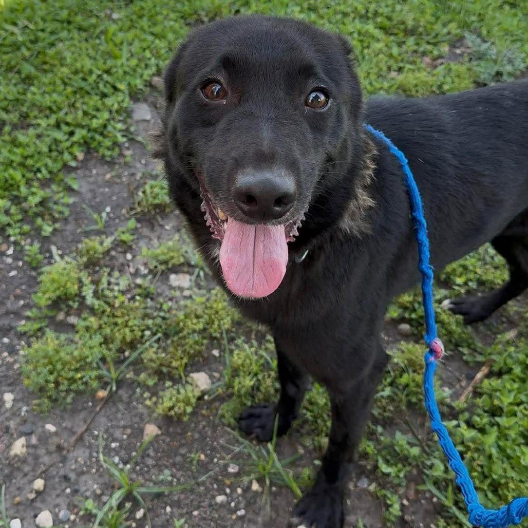 Bingo, a Adoptable Mixed Breed in Dickinson, TX image 2/5