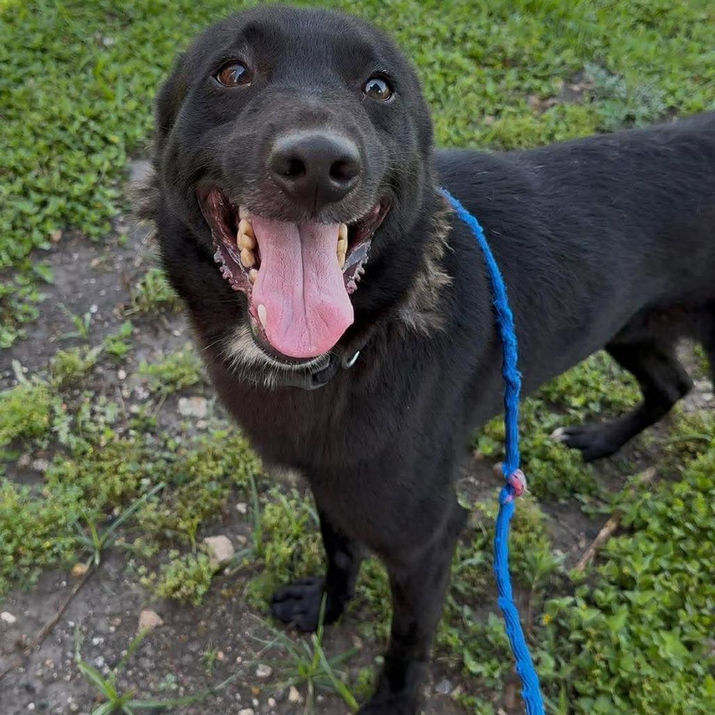 Bingo, a Adoptable Mixed Breed in Dickinson, TX image 3/5