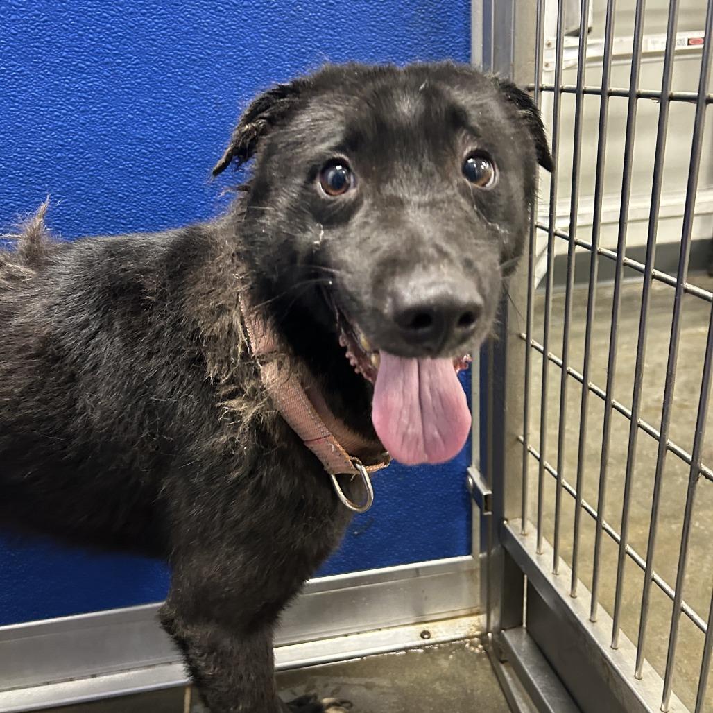 Bingo, Adoptable, Adult Male Mixed Breed.