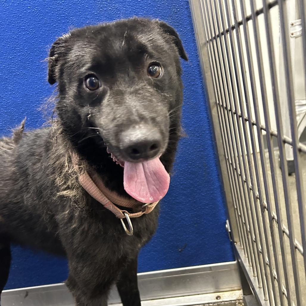 Bingo, a Adoptable Mixed Breed in Dickinson, TX image 2/4