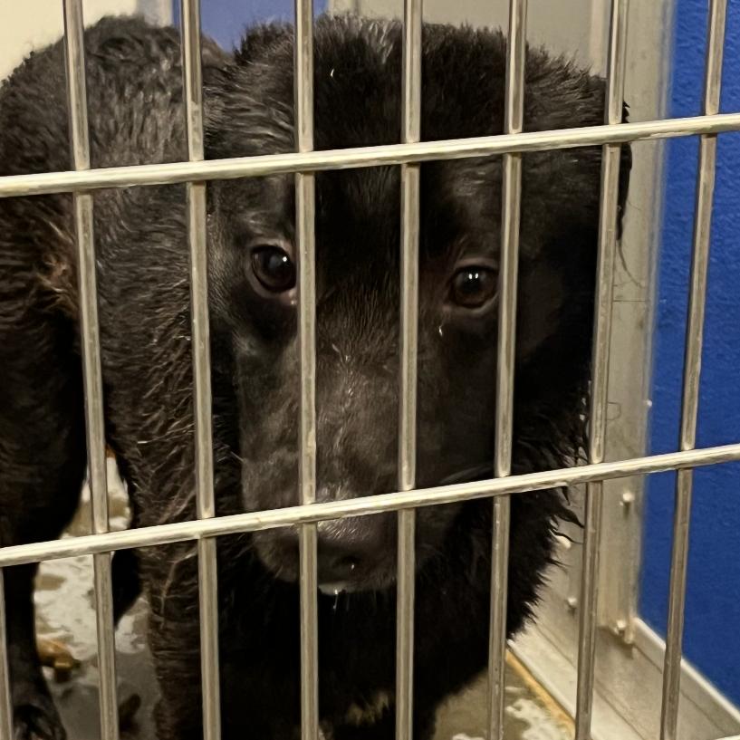 Bingo, a Adoptable Mixed Breed in Dickinson, TX image 3/4
