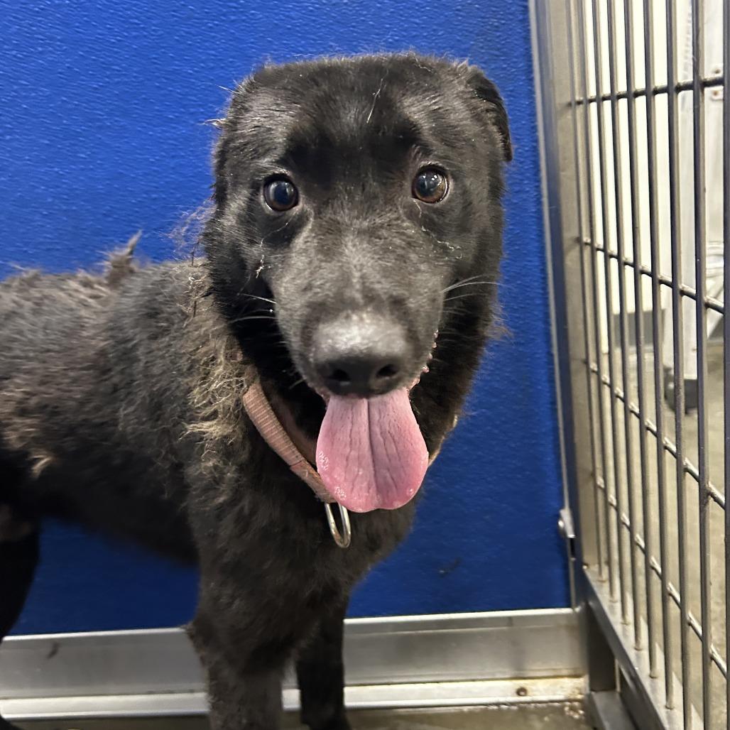 Bingo, a Adoptable Mixed Breed in Dickinson, TX image 4/4