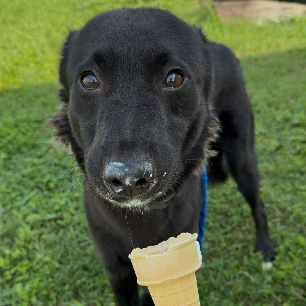 Bingo, a Adoptable Mixed Breed in Dickinson, TX image 4/5