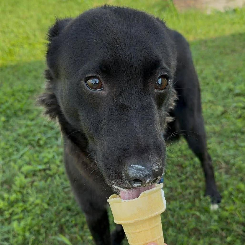 Bingo, a Adoptable Mixed Breed in Dickinson, TX image 5/5