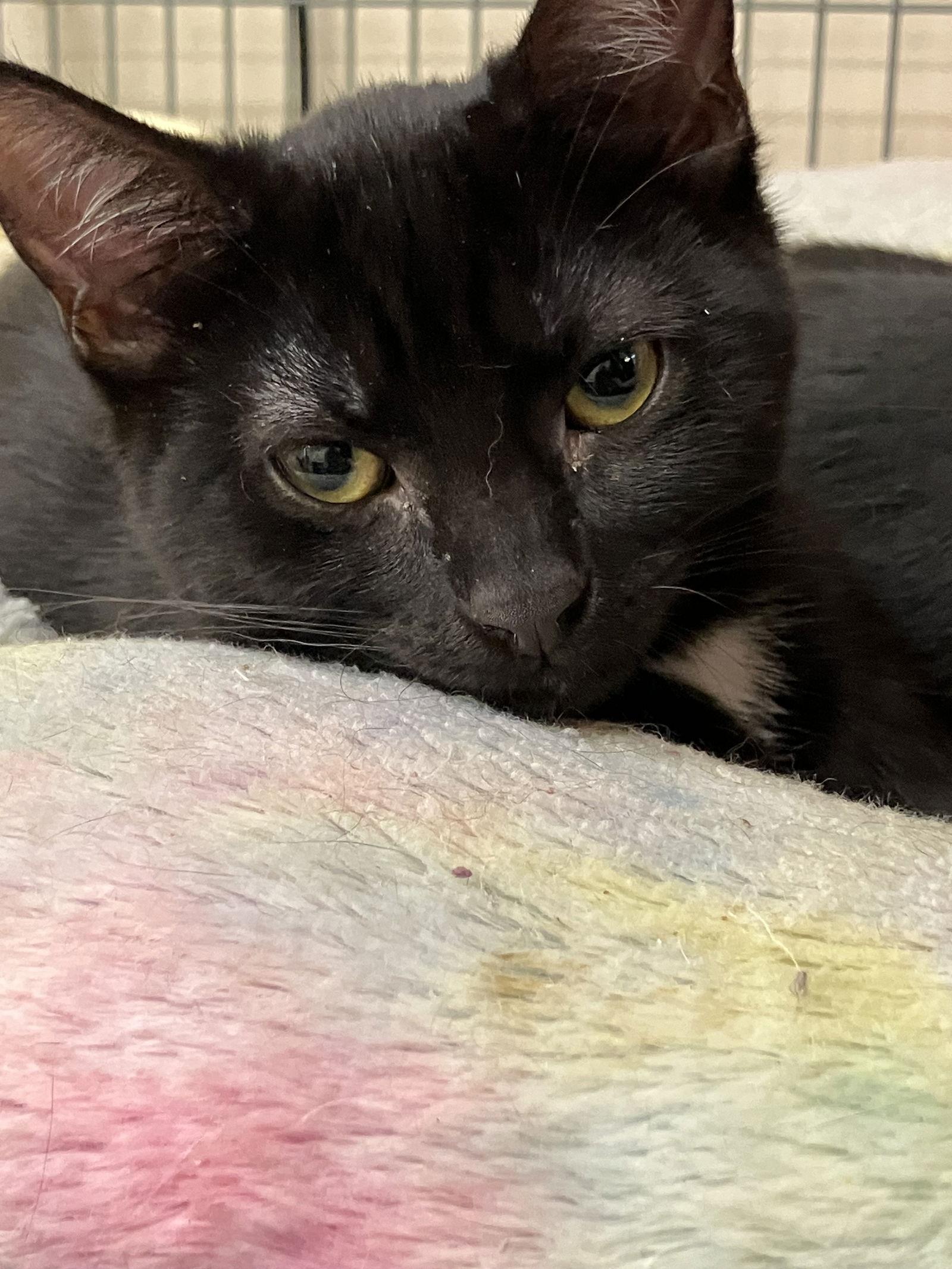 QUEENS, Adopted, Young Female Domestic Short Hair.