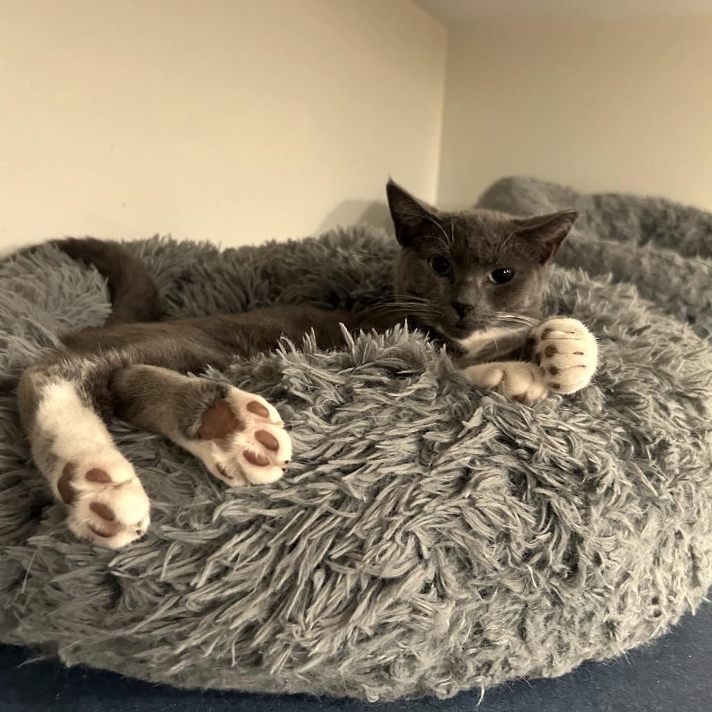 Enlarge Margarita, a Adoptable Domestic Short Hair in Oyster Bay, NY image 1/2