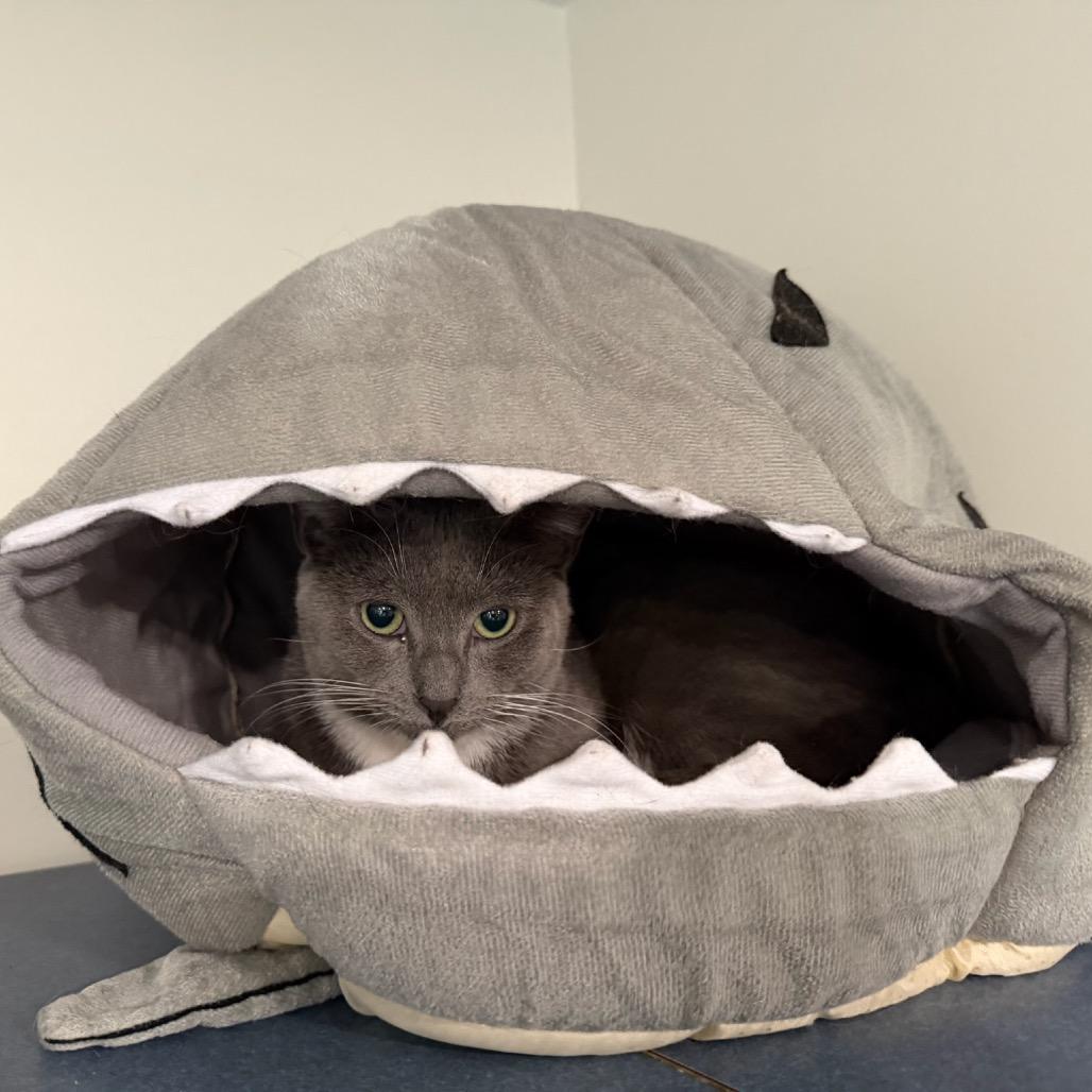 Margarita, a Adoptable Domestic Short Hair in Oyster Bay, NY image 2/6