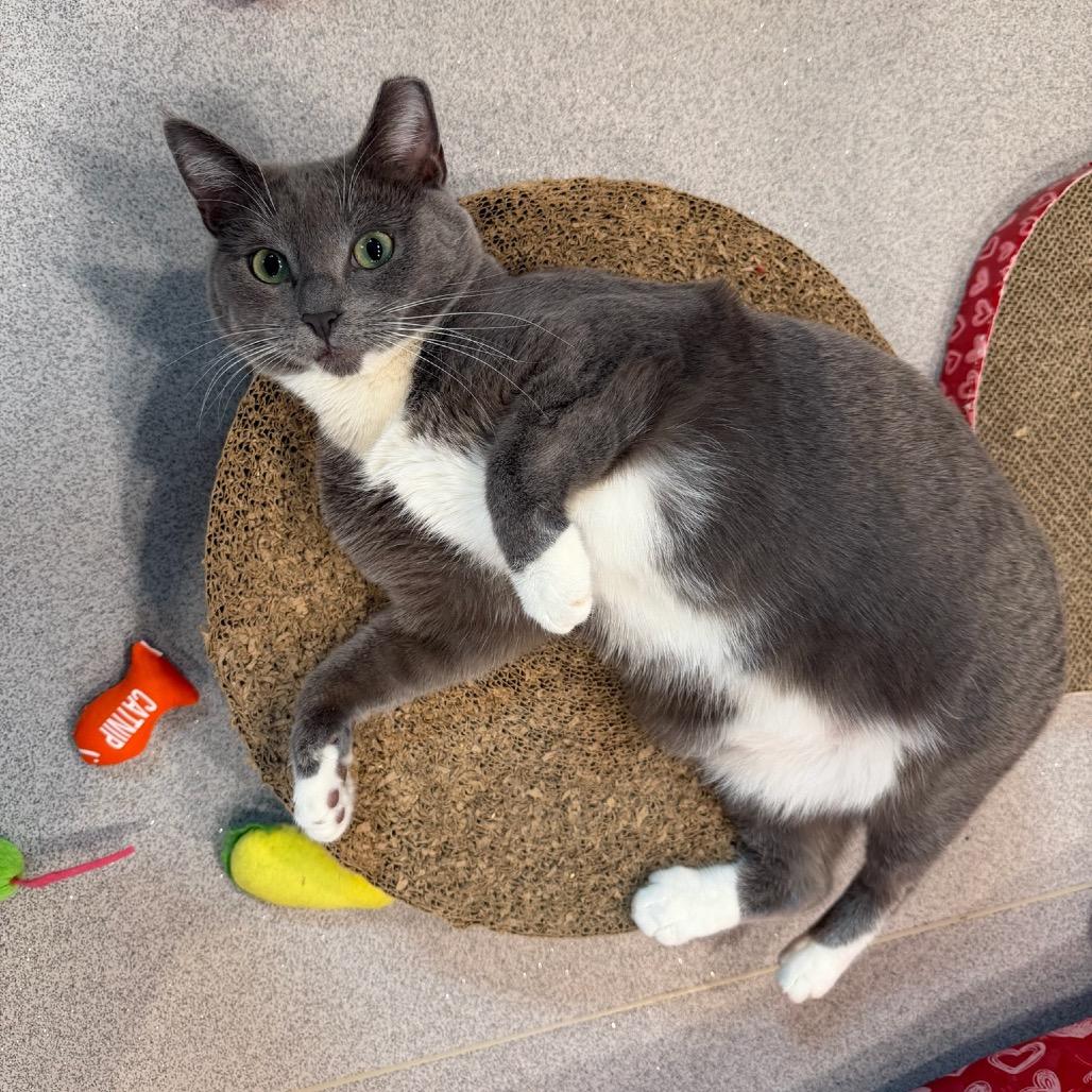 Margarita, a Adoptable Domestic Short Hair in Oyster Bay, NY image 3/6