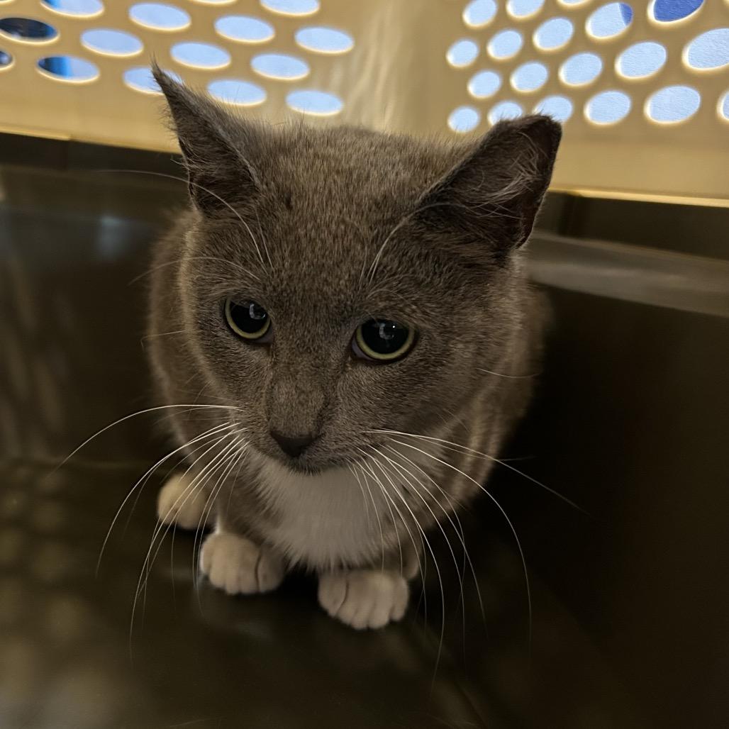 Enlarge Margarita, a Adoptable Domestic Short Hair in Oyster Bay, NY image 2/2