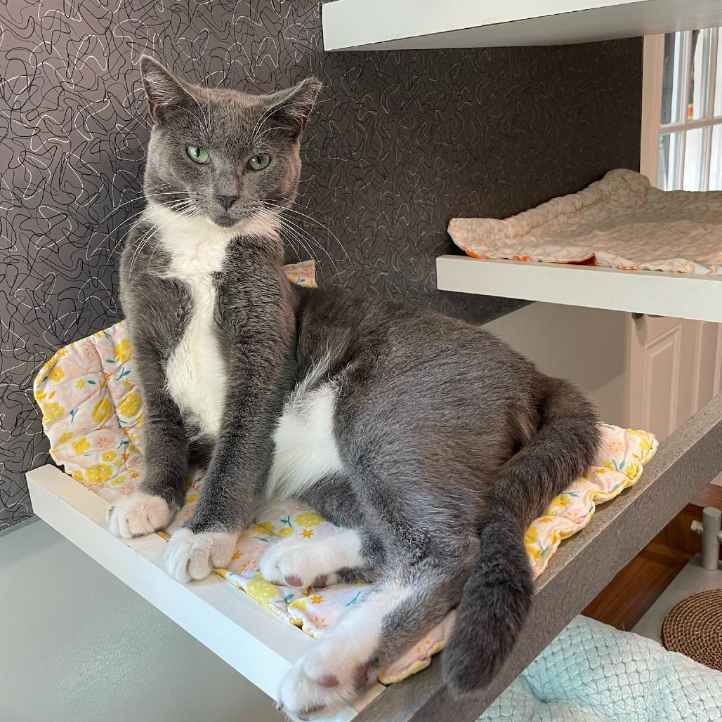 Margarita, a Adoptable Domestic Short Hair in Oyster Bay, NY image 5/6