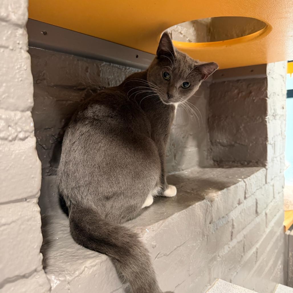 Margarita, a Adoptable Domestic Short Hair in Oyster Bay, NY image 6/6