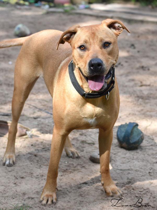 Luna Bean, Adoptable, Adult Female Labrador Retriever.