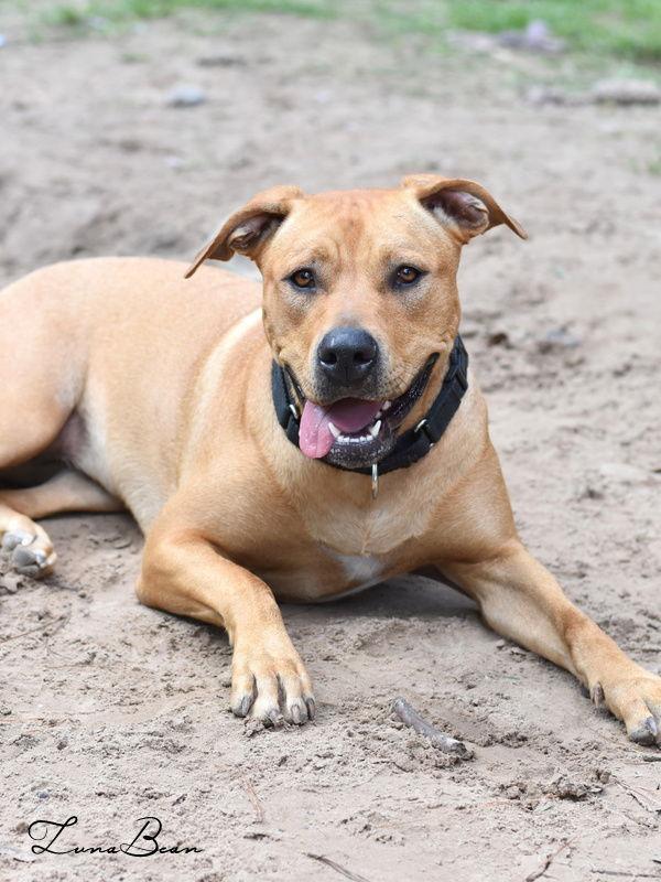 Luna Bean, a Adoptable Labrador Retriever in The Woodlands, TX image 3/3