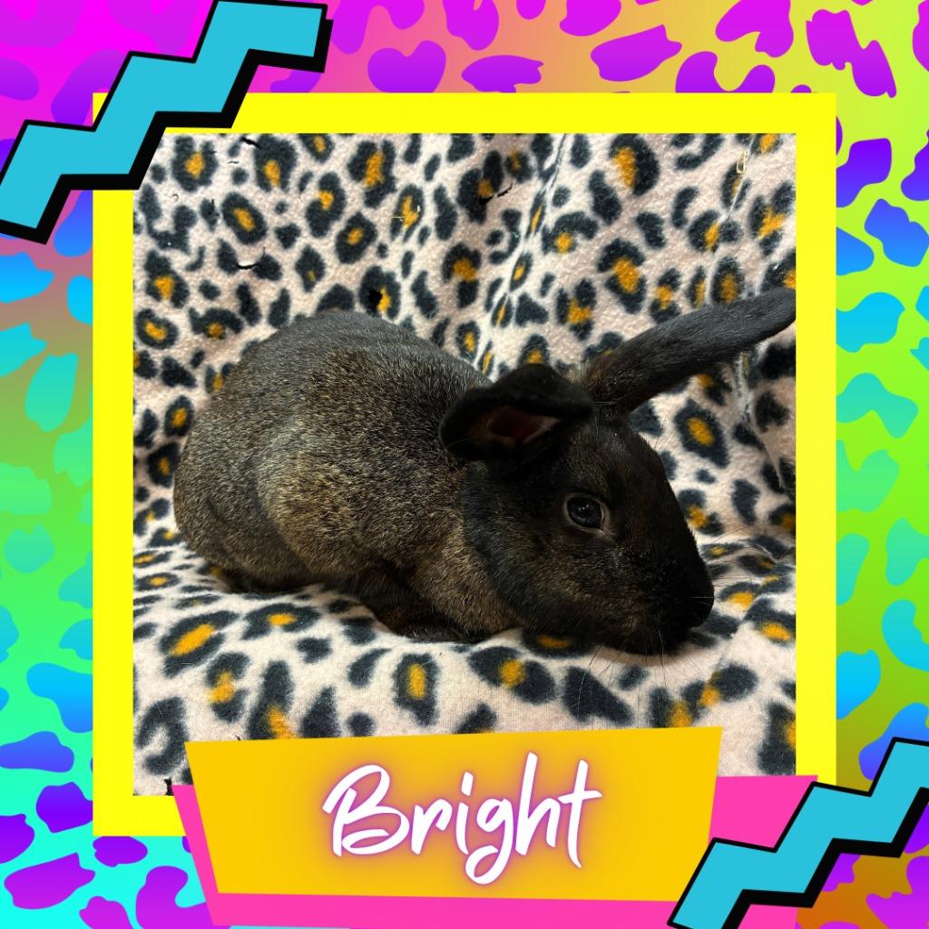 Bright, Adoptable, Baby Male Bunny Rabbit.