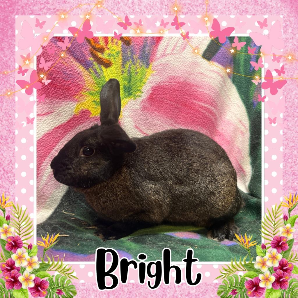Enlarge Bright, a Adoptable Bunny Rabbit in Elizabethtown, KY image 2/2