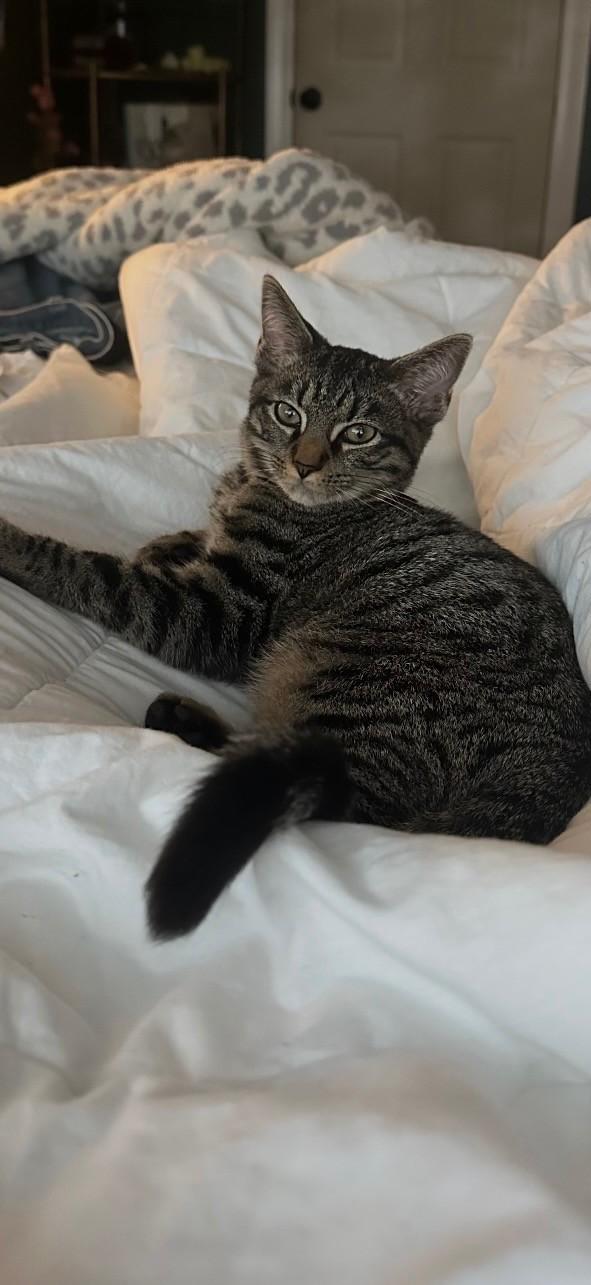 Veggie, ADOPTABLE, Young Male American Shorthair.