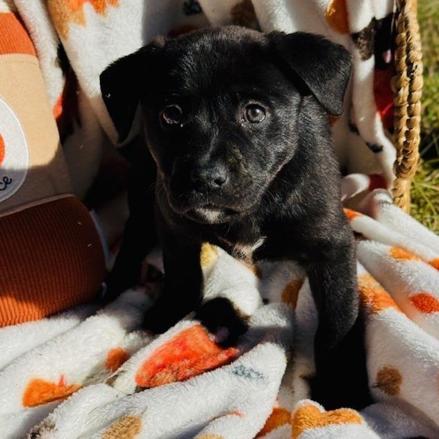 Enlarge Lotus, a Adoptable mixed breed in Williston, FL image 1/6