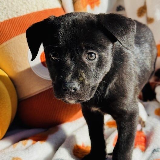 Enlarge Lotus, a Adoptable mixed breed in Williston, FL image 2/6