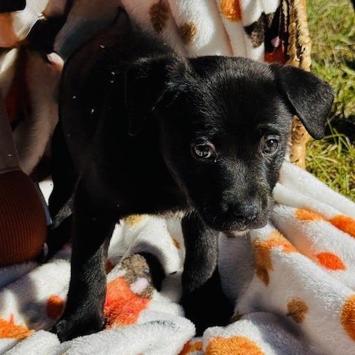 Enlarge Lotus, a Adoptable mixed breed in Williston, FL image 3/6