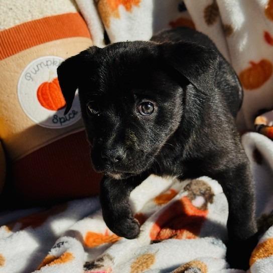 Enlarge Lotus, a Adoptable mixed breed in Williston, FL image 5/6